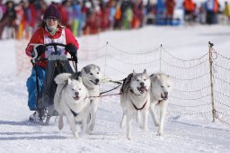 Lenk 2013